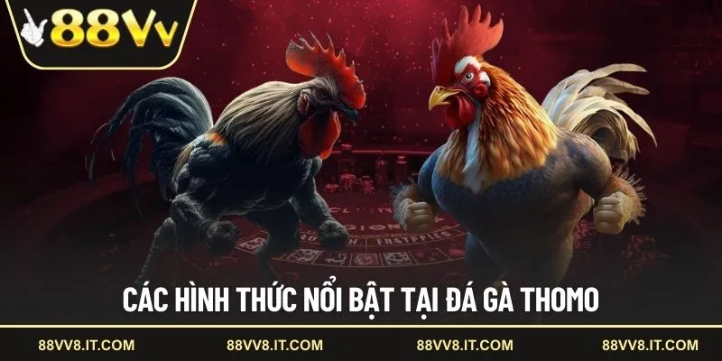 Các hình thức nổi bật tại đá gà Thomo
