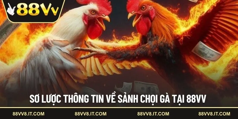 Sơ lược thông tin về sảnh chọi gà tại 88VV
